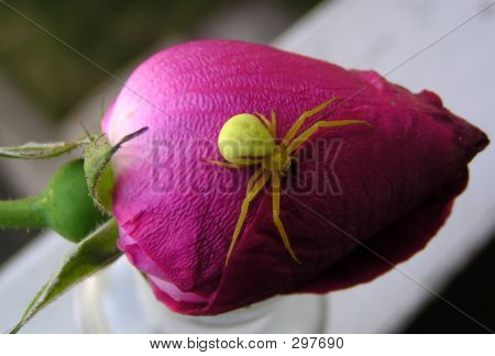 Yellow Spider Rosebud