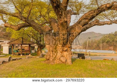 Large Tree In Rural Farming Community. Tree Is 630 Years Old, 25 Meters Tall And With Girth Of 7.5 M