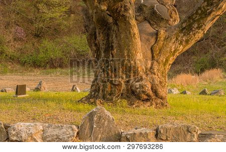 Large Tree In Rural Farming Community. Tree Is 630 Years Old, 25 Meters Tall And With Girth Of 7.5 M