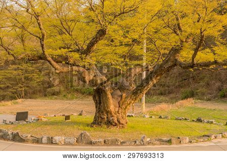 Large Tree In Rural Farming Community. Tree Is 630 Years Old, 25 Meters Tall And With Girth Of 7.5 M