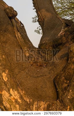 Close Up Of Large 630 Year Old Tree That Has Been Repaired Using Tar To Keep The Trunk And Branches 
