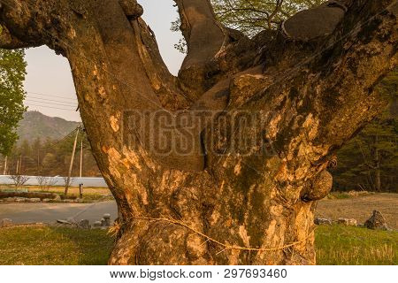 Close Up Of Large 630 Year Old Tree That Has Been Repaired Using Tar To Keep The Trunk And Branches 
