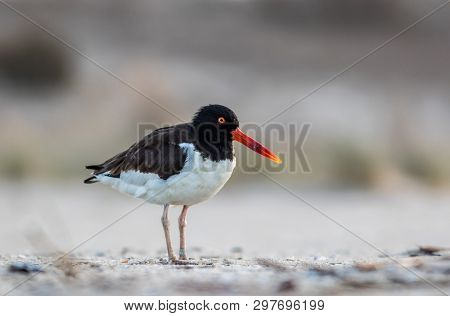 American Oystercatcher, Haematopodidae, A Boldly Patterend Protected Shorebird At Sunrise In Cape Ma