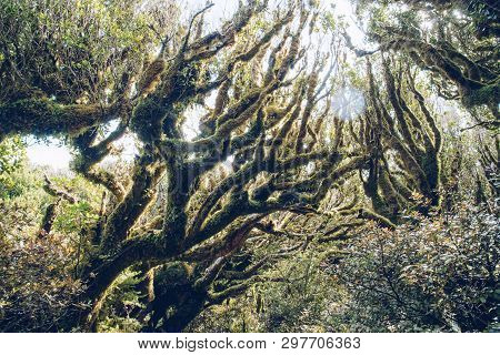 The Goblin Forest During Pouakai Crossing In Mt.taranaki (egmont National Park) Of North Island, New