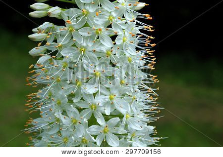 Macrophotography Of White Blossoms Of Eremus, Desert Candle, With Yellow Stamens In Spring Garden