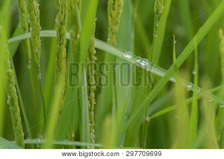 Details View Of Rice Paddy Fields In The Morning, Some Drops Of Water Are Slipping On Leaves.