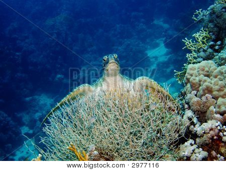 Schildpad zittend op Coral