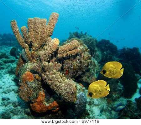 Paar van gemaskerde vlinder vis In het Caribisch gebied