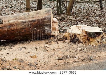 Sawn Tree On The Side Of The Road, Pruning Trees Along The Road