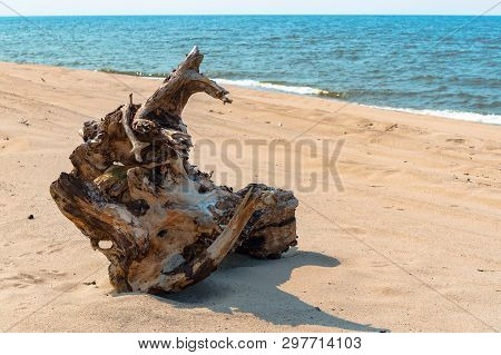 Picturesque Snag On The Sand, Dry Snag On The Sea Coast