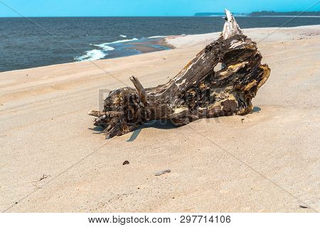 Picturesque Snag On The Sand, Dry Snag On The Sea Coast