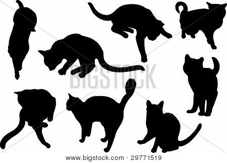 silhouette de chat chaton