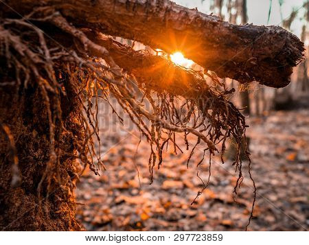 The Roots Of A Fallen Tree In The Rays Of Sunset