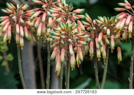 Close Up Of A Flower Stalk Of An Aloe Sheilae Plant With Tri-colored, Orange, Yellow And Green Buds
