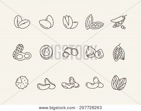 Nuts Icons. Set Of Line Icons On White Background. Cocoa Bean, Brazil Nuts, Soy Nuts. Dieting Concep