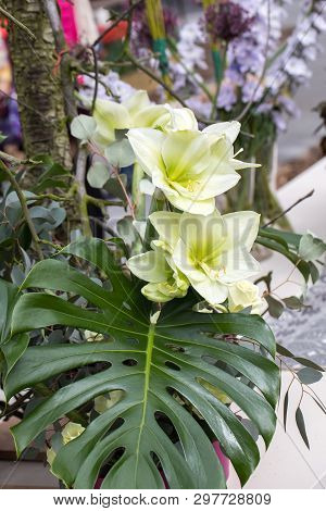 Beauty Floristic Decoration With White Amarylis Flowers