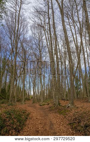 Famous Beech Forest In Spain, Near The Village Otot, Near The Volcanoes Ambient La Fageda
