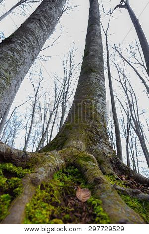 Famous Beech Forest In Spain, Near The Village Otot, Near The Volcanoes Ambient La Fageda