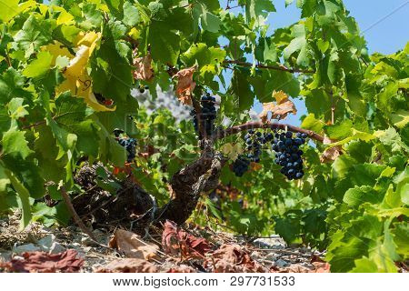Organic 'mali Plavac' Grapes In Local Vineyard,trstenik Village, Peljesac Peninsula, Dalmatia, Croat