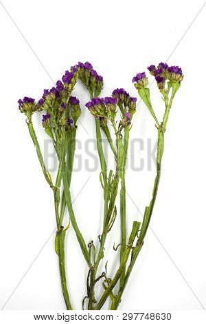 Purple Linonium, Commonly Known As Wavyleaf Sea Lavender,statice, Sea Lavender, Notch Leaf Marsh Ros