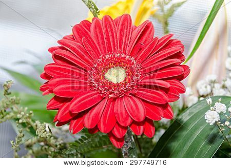 Red Chrysanthemum Flower, Mum Or Chrysanths, Close Up.