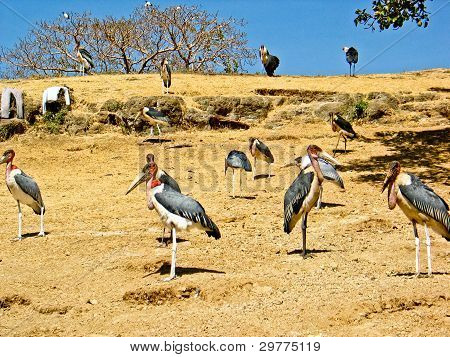 Marabou Stork