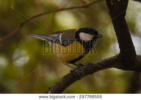 A Small Yellow-gray Tit Sits On A Branch Against A Background Of Green Forest. Paridae Close-up