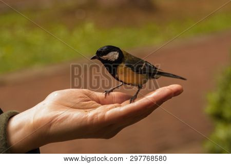 Tit Sits On The Open Palm Of A Woman. Tit Eats Sunflower Seeds From Human Hand. People Feed The Bird