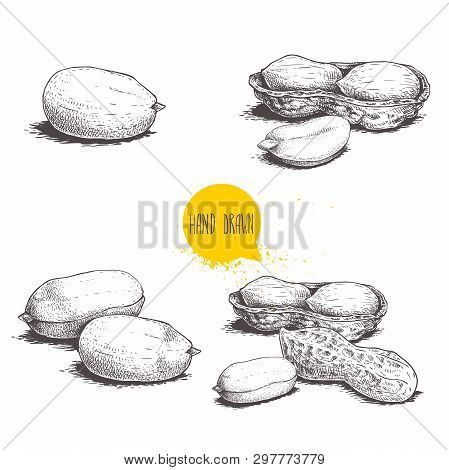 Peanuts Sketch Set. Hand Drawn Retro Style Vector Illustrations Of Organic Food. Seeds And Shells. S