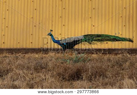 Peacock Walking Against Yellow Shade Background And Bush