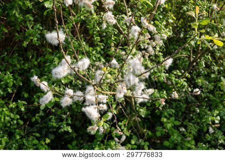 Fresh Blooming Gramineae On Springtime. Allergy Concept