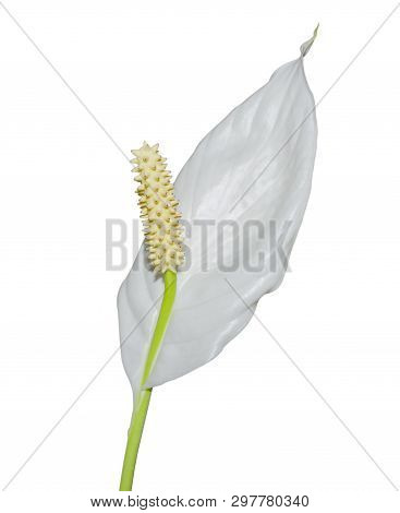 White Spatifilum Flower Close-up Isolate White Background. Female Happiness Symbol Family Welfare