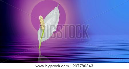 White Spatifilum Flower. Female Happiness Symbol Family Welfare