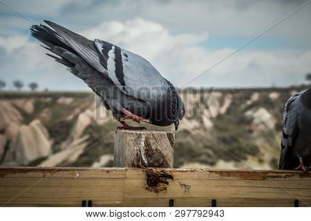 Pigeon At Pigeon Valley In Gerome Turkey