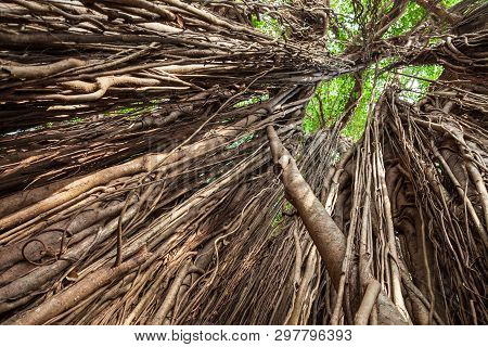 Big Banyan Or Indian Ficus Tree In Goa In India