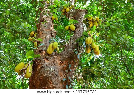Jackfruit Tree With Big Ripe Fruits In India