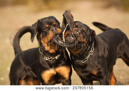 Dogs Of The Rottweiler Breed On A Walk Actively Play Together, Pull The Apport