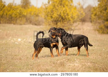 Dogs Of The Rottweiler Breed On A Walk Actively Play Together, Pull The Apport