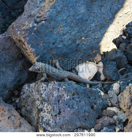 Lizard (gallotia Galloti Galloti) Moving Between The Volcanic Stones, Canary Islands, Tenerife, Spai
