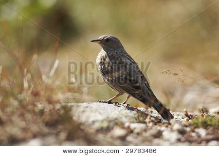 Prunella Collaris Wildvogel