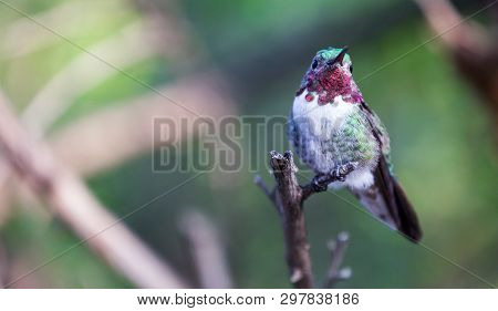 A Beautiful Hummingbird We Found In California, Usa.
