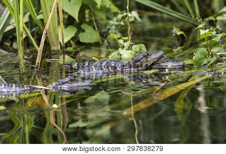 Baby alligators in the wild Everglades, Florida.