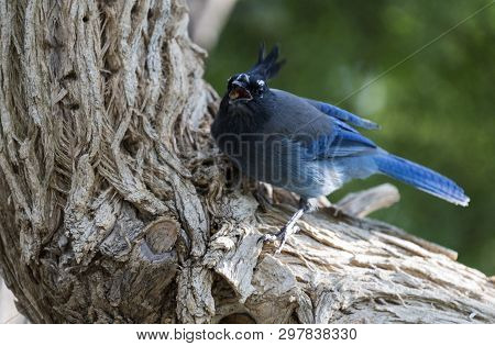 A Stellers Jay Found In A Tree In California, Usa.