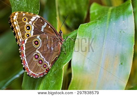 A Close Up Of A Brown Butterfly On A Green Leaf.