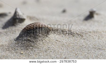 A Close Up Picture Of Shells In The Sand Of A German Beach With A Blurry Background.