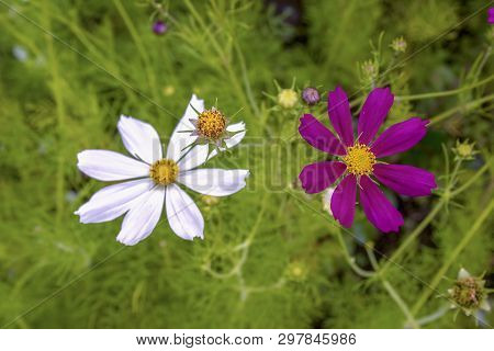 Close-up Photography Of A White An Violet Groundsel Flowers. Captured At A Garden Iin The Andean Mou