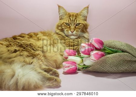 Beautiful Red Mainecoon Cat And Pink Tulips On Pink Background