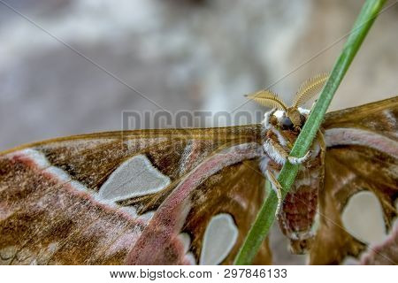 Macro Photography Of A Big And Beautiful Orizaba Silkmoth Grasping A Blade Of Grass. Captured At The