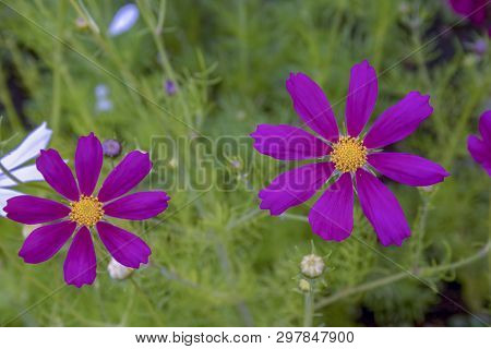 Close-up Photography Of Beautiful Violet Groundsel Flowers. Captured At A Agrden In The Andean Mount