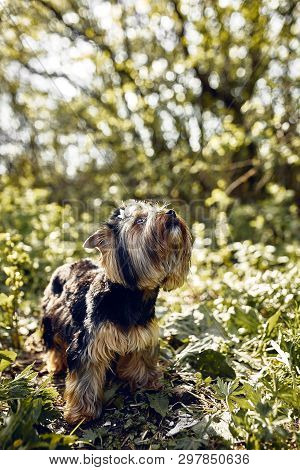 Yorkshire Terrier. Little Cute Dog On A Walk In The Park. Bright Background With Bokeh.